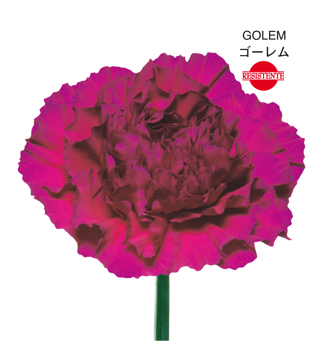 OEILLET GOLEM VIOLET 55